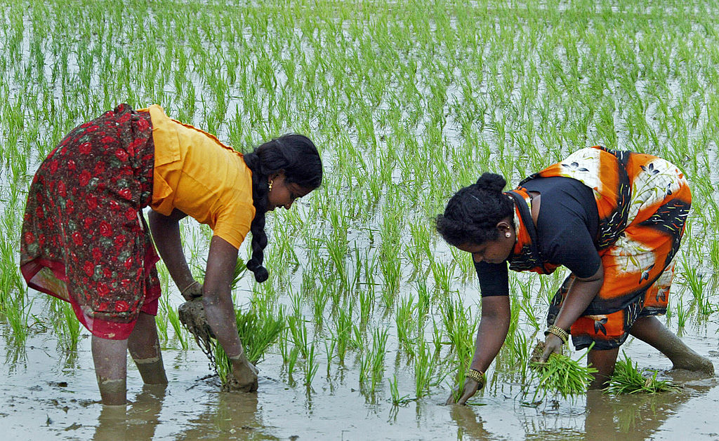 Indiens „Reisrevolution“, oder: Genmanipulierte Lebensmittel müssen nicht sein!