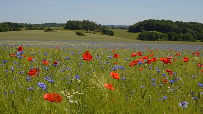 Kornblume, Lämmersalat oder Feld-Rittersporn: Vielfalt der Ackerwildkräuter ist auf Öko-Äckern bis zu neunmal höher