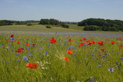 Kornblume, Lämmersalat oder Feld-Rittersporn: Vielfalt der Ackerwildkräuter ist auf Öko-Äckern bis zu neunmal höher
