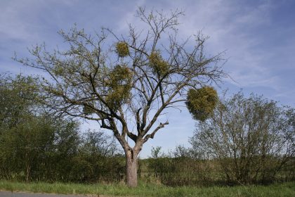 Laubholz-Misteln gefährden zunehmend Streuobstbestände