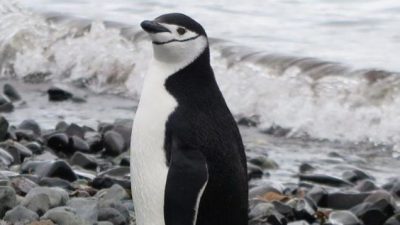 Pinguine im Regen – In der Antarktis wird es wärmer