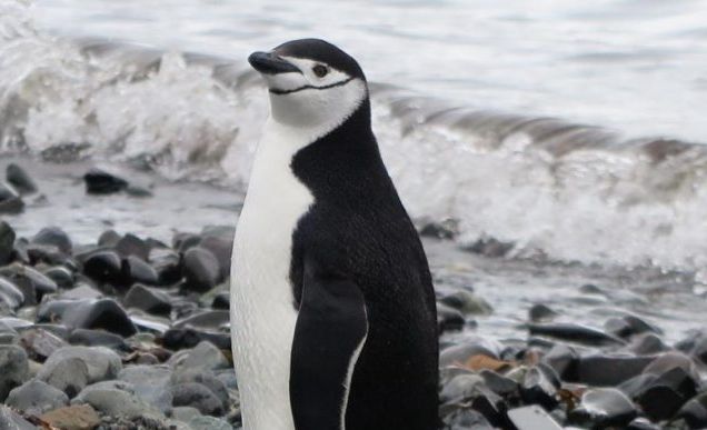 Pinguine im Regen – In der Antarktis wird es wärmer