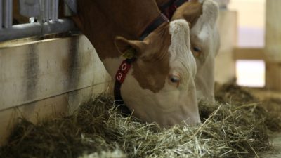 DLG-Chef Bartmer will Kurswechsel in der Landwirtschaft