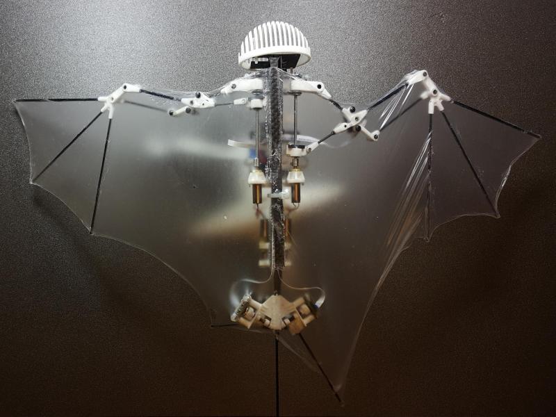 Wie eine Fledermaus: Wendiger Flugroboter namens „Bat Bot“ entwickelt