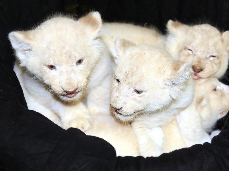 Weiße Baby-Löwen legen kräftig an Gewicht zu