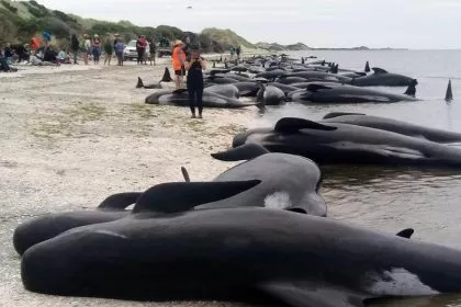 Rätselhaftes Walsterben: Mehr als 400 Grindwale in Neuseeland gestrandet – Rund 300 verendet