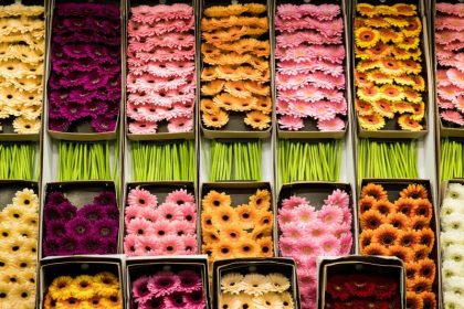 Riesenschnecken gelangen über Blumenhandel aus Nordamerika nach Europa