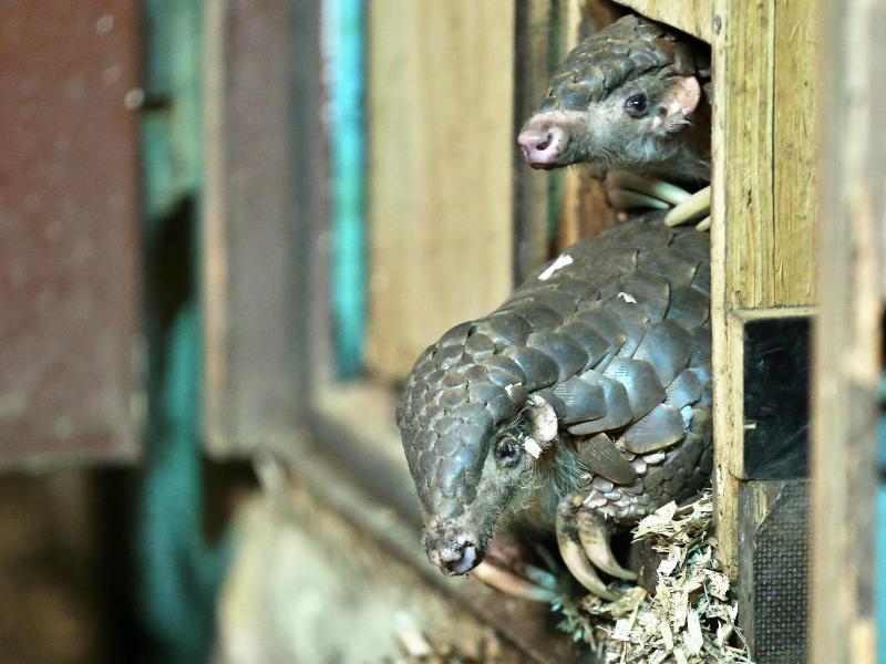 Illegaler Handel mit mehr als 200 Schuppentieren in Indonesien aufgeflogen