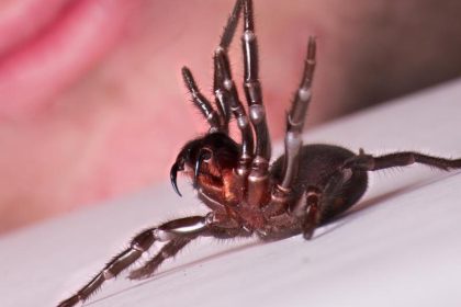 Gewaltige Menge Spinnen-Gegengift rettet Kind das Leben