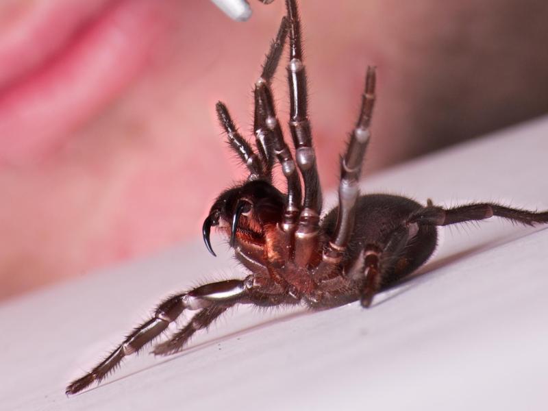 Gewaltige Menge Spinnen-Gegengift rettet Kind das Leben