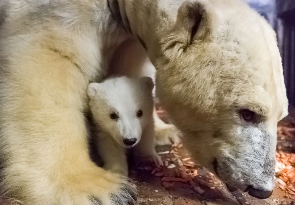 Eisbaer Fritz_Tierpark Berlin_2