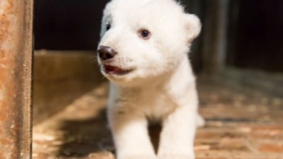 Eisbär Fritz ist tot: Ein schwarzer Tag für den Tierpark Berlin