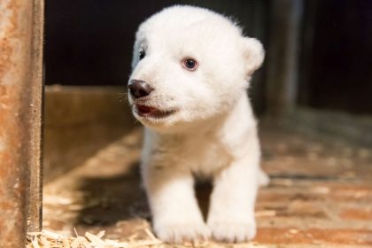 Eisbär Fritz ist tot: Ein schwarzer Tag für den Tierpark Berlin
