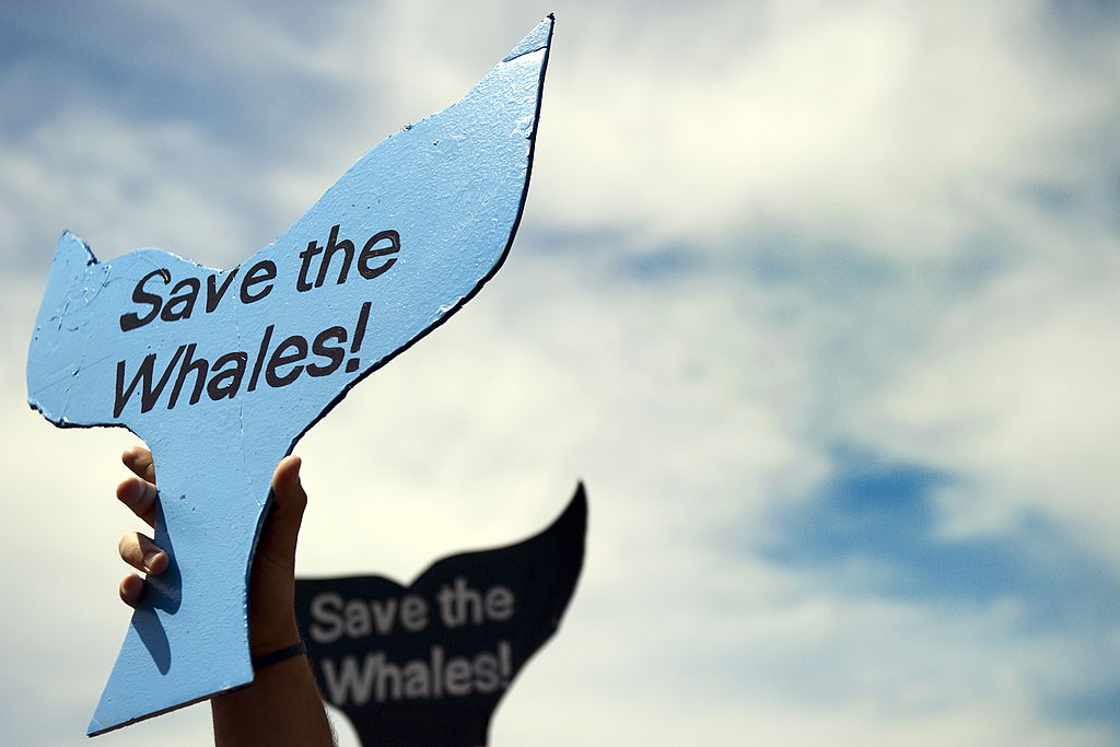 „Obszöne Grausamkeit“: Japan tötet 333 Zwergwale um Ökosystem in der Antarktis zu „erforschen“