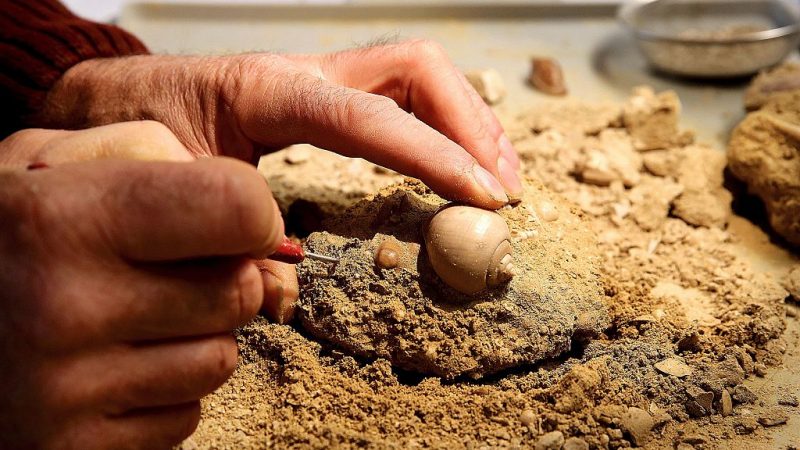 Forscher berichten vom Fund des ältesten bekannten Pflanzenfossils