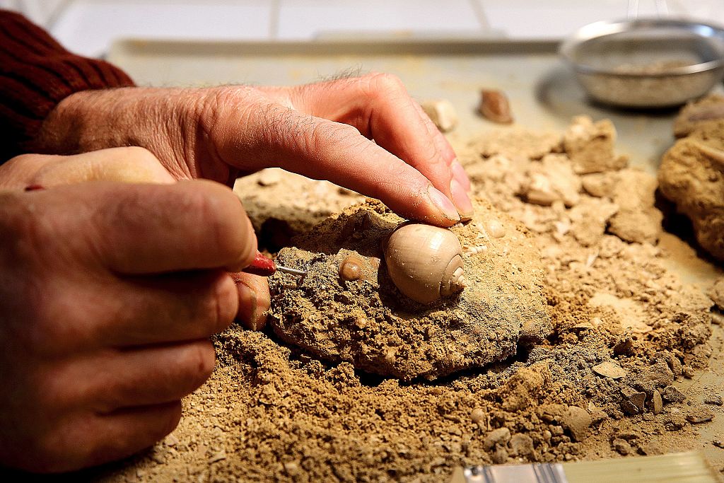 Forscher berichten vom Fund des ältesten bekannten Pflanzenfossils
