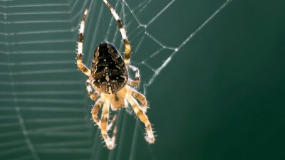 Insektenverzehr der Spinnen weltweit übersteigt Fleischkonsum der Menschen