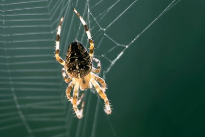Insektenverzehr der Spinnen weltweit übersteigt Fleischkonsum der Menschen