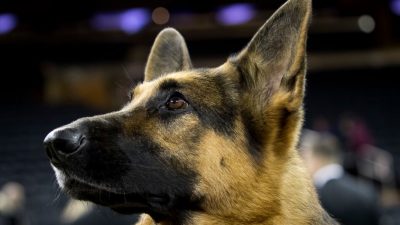 Studie: Schäferhunde können Brustkrebs mit Geruchssinn diagnostizieren