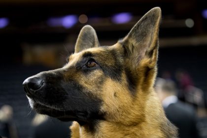 K9-Hund beschützt Herrchen und fängt bei gefährlicher Schießerei Kugel ab