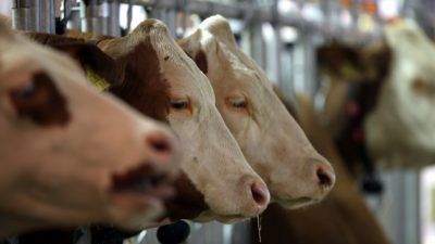 5.600 Milchbauern haben seit Abschaffung der Milchquote aufgegeben