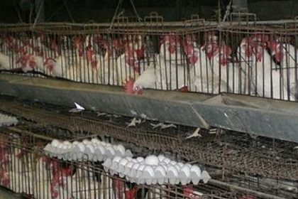 Knapp zwölf Milliarden Eier im Jahr 2016 produziert