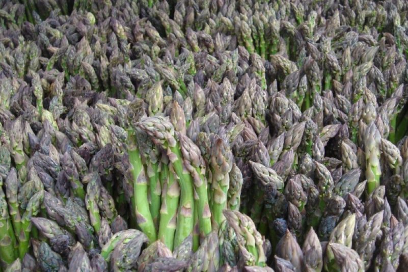 Anbaufläche von Spargel im Jahr 2016 um fünf Prozent ausgeweitet