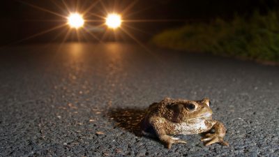 Autofahrer aufgepasst – Kröten und Frösche sind unterwegs