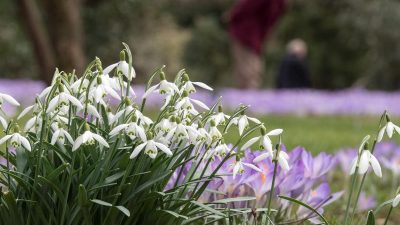 Frühling, Frühling soll es sein! – Von Joseph von Eichendorff