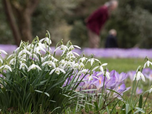 Frühlingsboten: Krokusse und Schneeglöckchen blühen in Köln. Foto: Federico Gambarini/dpa