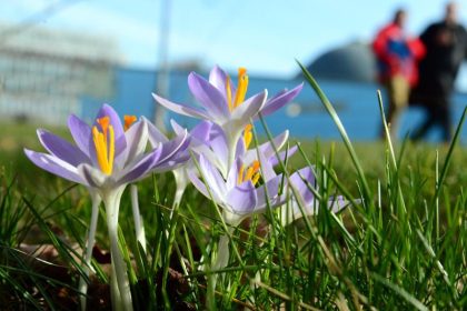 Ein Vorgeschmack auf den Frühling