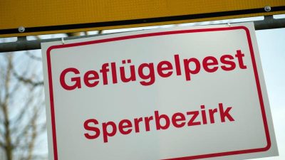 Geflügelpest in Niedersachsen – Betrieb hat 10.000 Puten getötet