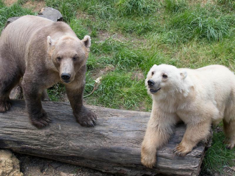 Bär aus Osnabrücker Zoo ausgebrochen und erschossen