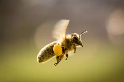 Neue Studie: Glyphosat doch am Bienensterben schuld