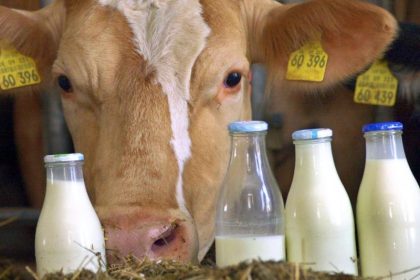 Bauern in Bedrängnis: Aldi hebt Haltungsformen für Milcherzeugung an