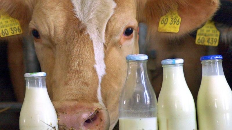 Bauern in Bedrängnis: Aldi hebt Haltungsformen für Milcherzeugung an