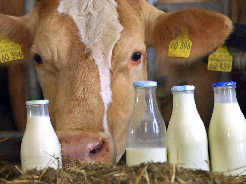 Bauern in Bedrängnis: Aldi hebt Haltungsformen für Milcherzeugung an