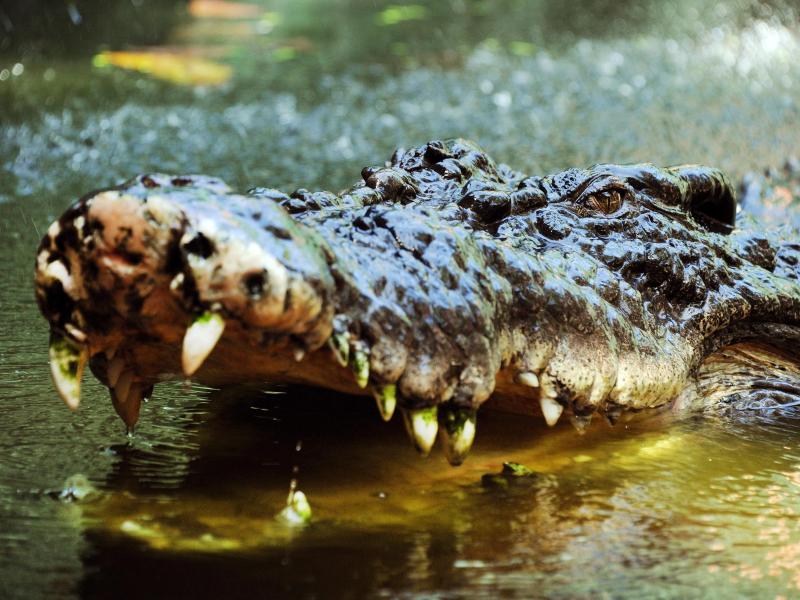 Haie, Krokodile, Giftschlangen – Australiens Behörden warnen wegen Hochwasser vor gefährlichem Getier
