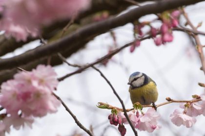 26.000 tote Vögel – Naturschutzbund identifiziert Erreger des Meisensterbens