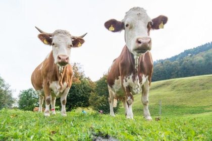 Peter Haisenko: Alle “Tierwohllabel” sind ein Armutszeugnis für die Politik