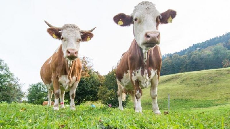 Saarland: Wanderer von Kühen überrannt und schwer verletzt