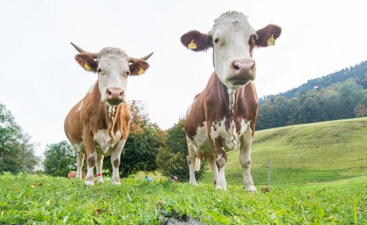 Saarland: Wanderer von Kühen überrannt und schwer verletzt