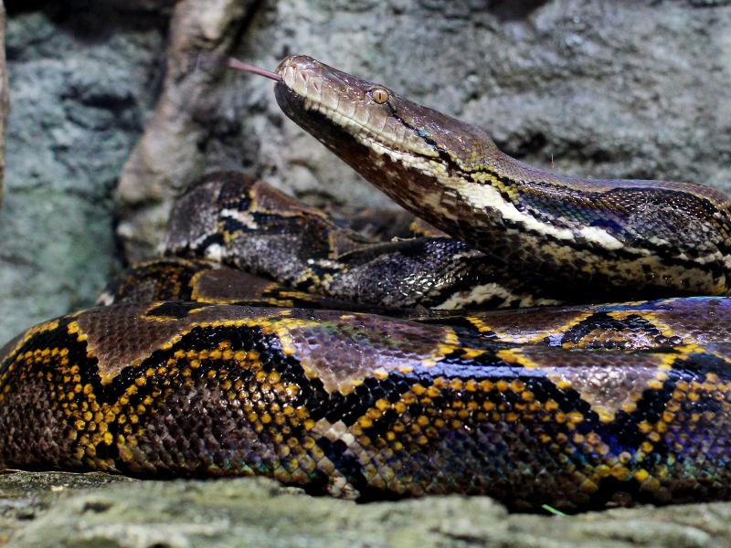 Riesige Python verschlingt Erntearbeiter in Indonesien