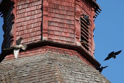 Aktion “Lebensraum Kirchturm” bietet seit zehn Jahren Vögeln ein Zuhause + Webcams