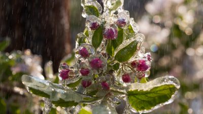 Eismantel gegen Erfrieren – Erstaunliche Methode zum Schutz blühender Obstbäume