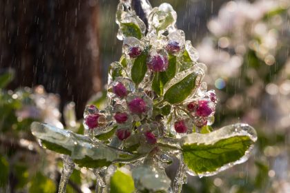Eismantel gegen Erfrieren – Erstaunliche Methode zum Schutz blühender Obstbäume