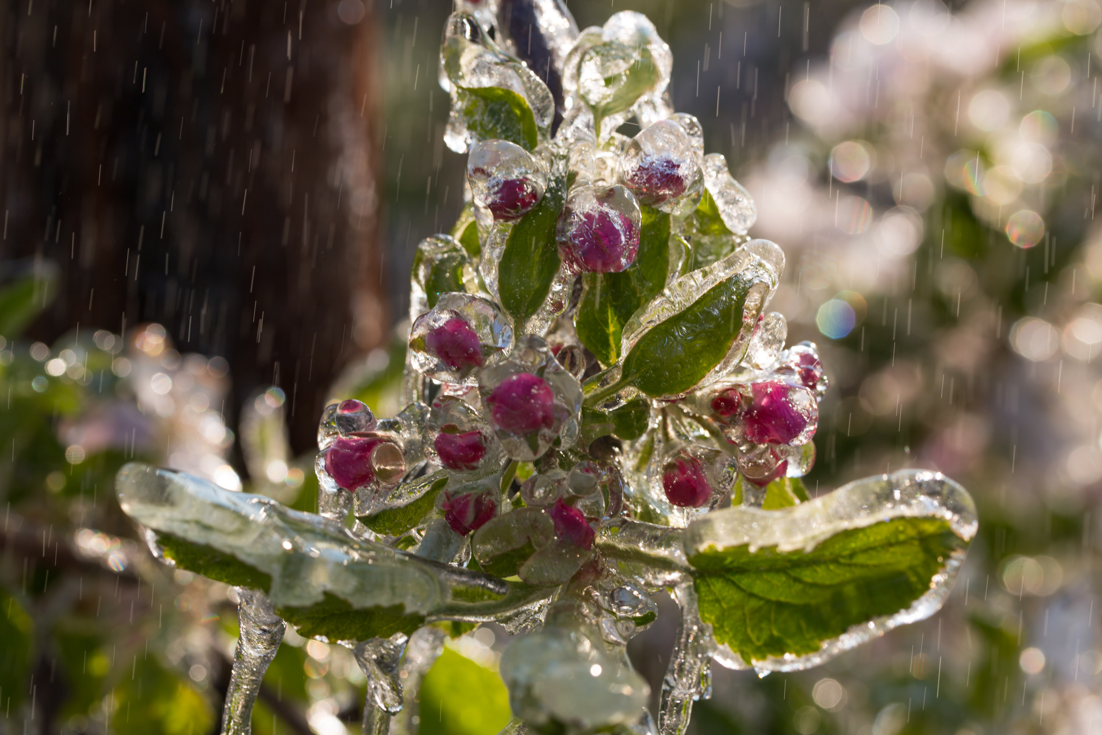 Eismantel gegen Erfrieren – Erstaunliche Methode zum Schutz blühender Obstbäume