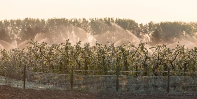 Mit Frostberegnung die Apfelblüten schützen. Foto: Matthias Kehrein