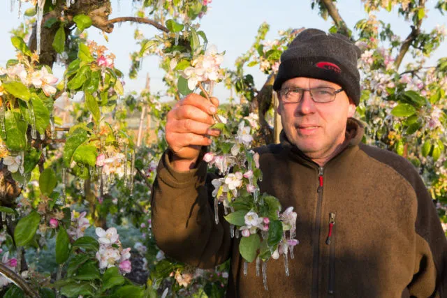 Obstbauer Peter-Werner Decker und seine &quot;Eisblüten&quot;. Foto: Matthias Kehrein