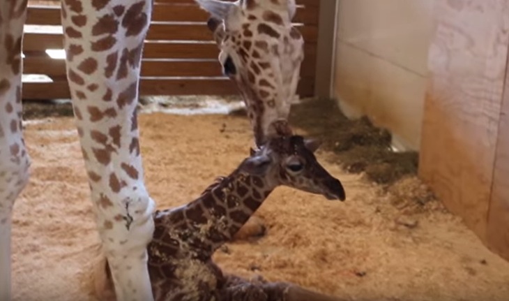 VIDEO: Giraffe bekommt Baby – 1 Million Zuschauer sahen es im Livestream